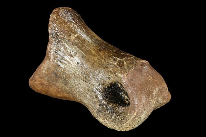 Struthiomimus Phalange (Toe Bone) - Montana #113162